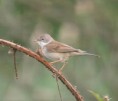 /album/my-local-birding-gallery/whitethroats-are-doing-well-on-our-ossett-reserve-jpg/